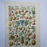 Lithograph, engraving on fruits from 1905