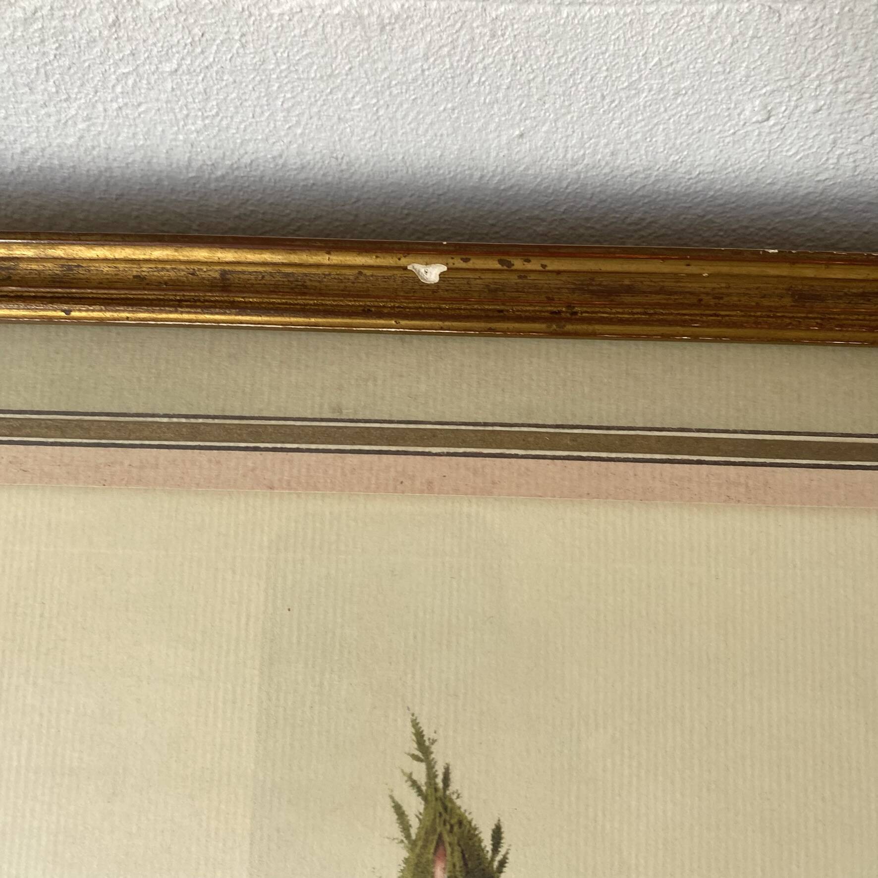 Botanical plate of white rose flowers framed.