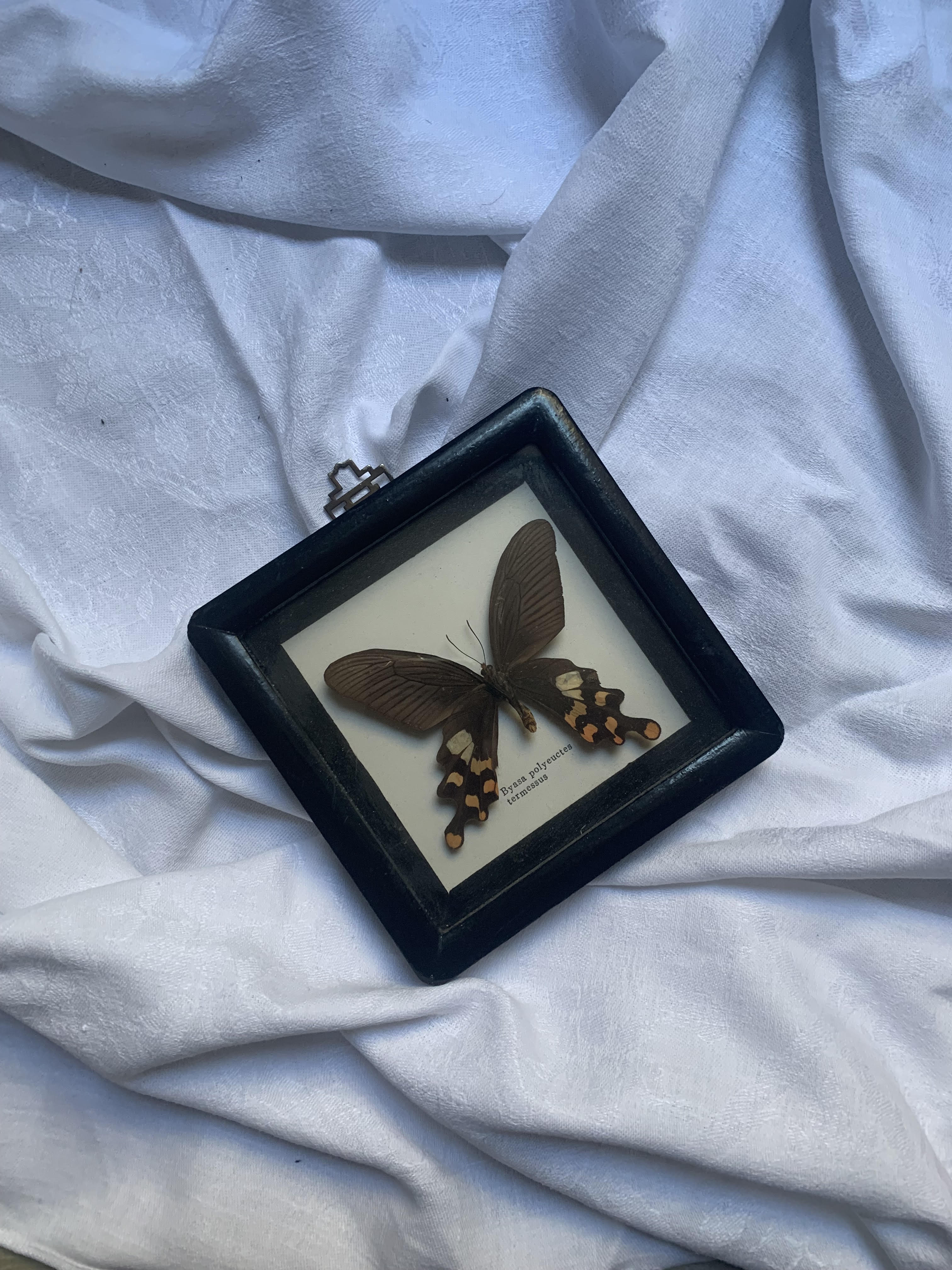 Butterfly under vintage glass
