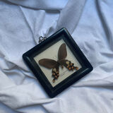 Butterfly under vintage glass