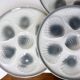 6 oyster plates Moulin des Loups and Orchies 210371