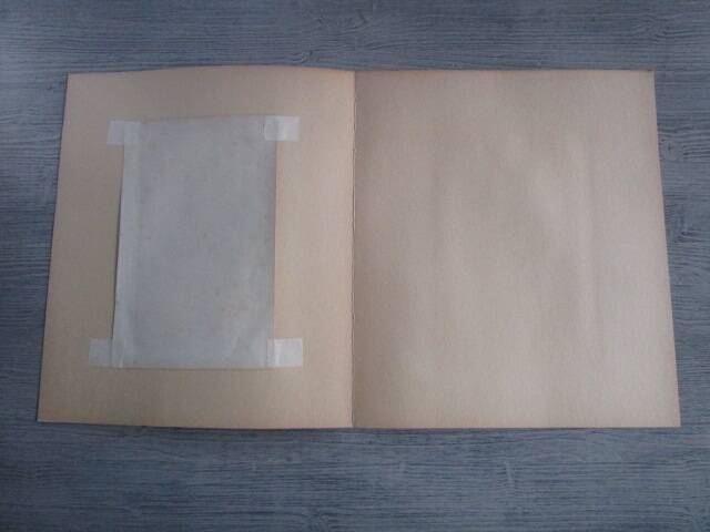 Old botanical engraving "primula"