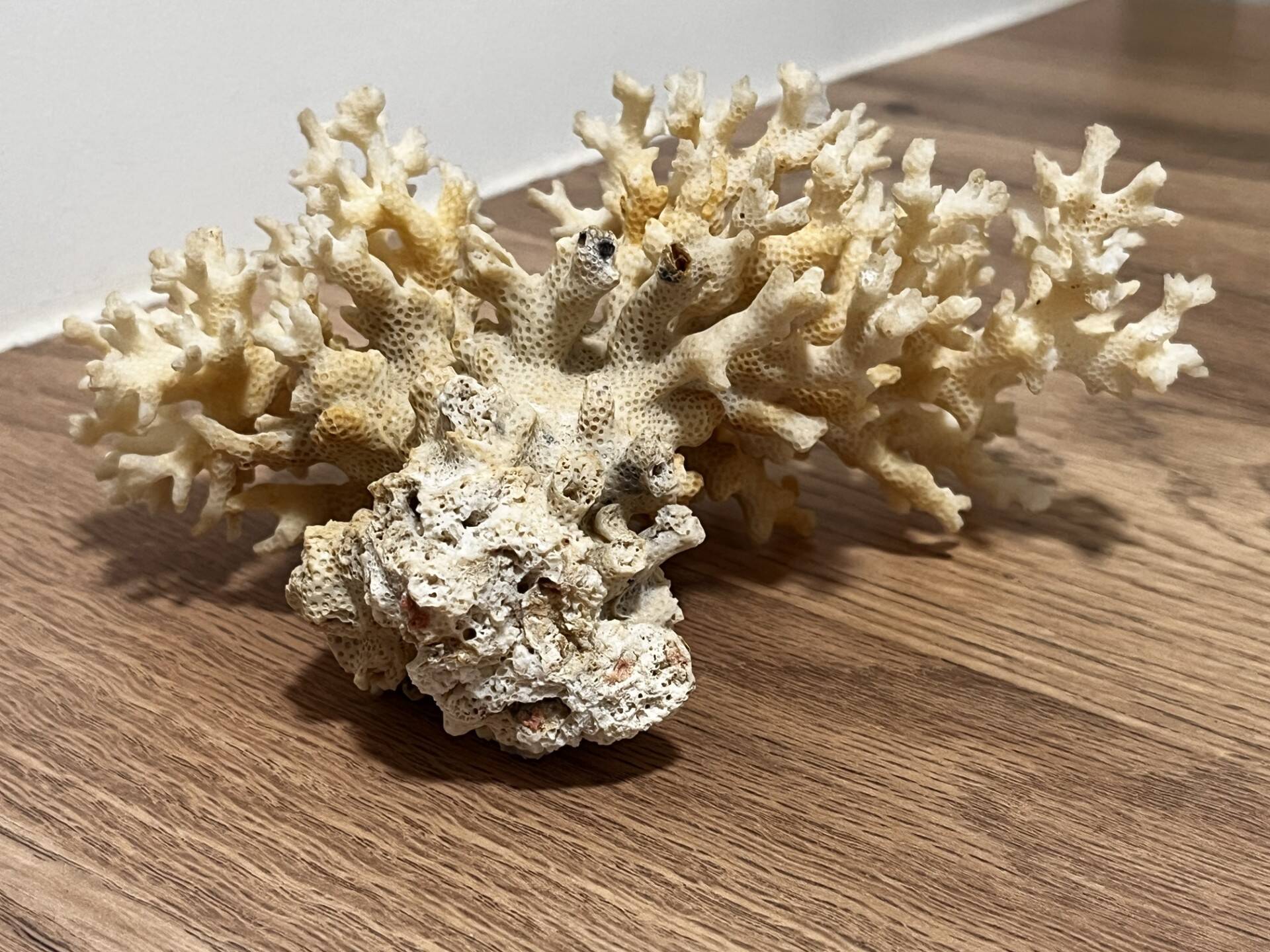 Ancient coral