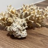 Ancient coral