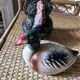 Duo of animal terrines signed Michel Caugant – Duck & Turkey