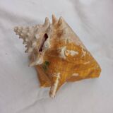 Shellfish