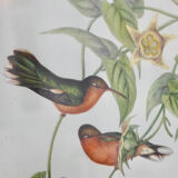 Vintage bird illustration