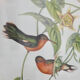 Illustration oiseaux vintage