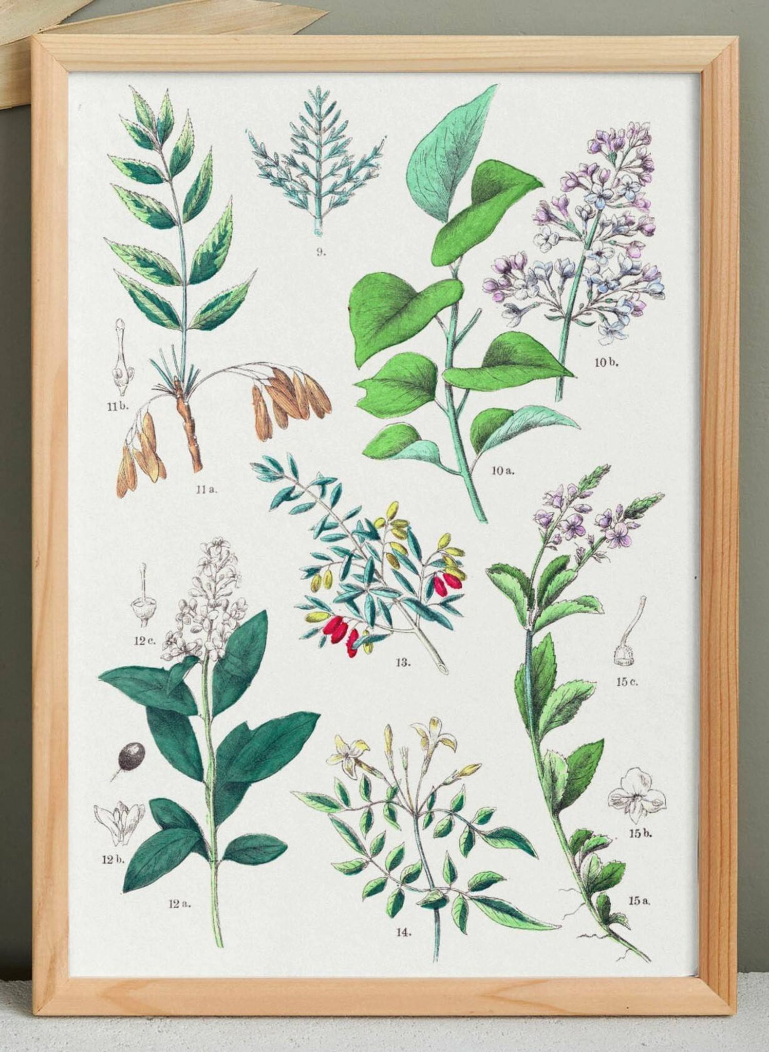 Affiche sur les plantes d'après une gravure de 1881 "salicorne"