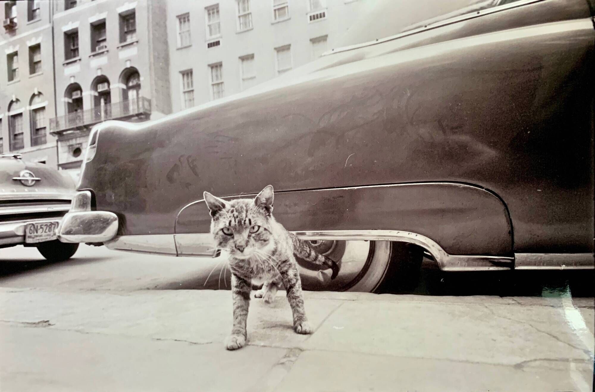 “Cat on Sidewalk” – New York City, 1958 fine art photo by Angelo Rizzuto