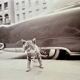 “Cat on Sidewalk” – New York City, 1958 fine art photo by Angelo Rizzuto