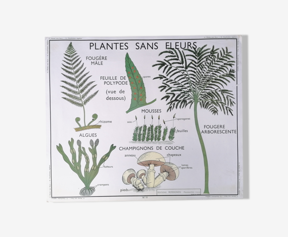 Affiche pédagogique rossignol vintage : plantes sans fleurs / végétaux