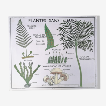 Vintage nightingale educational poster: plants without flowers / plants