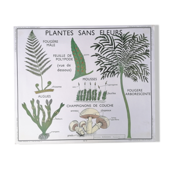 Affiche pédagogique rossignol vintage : plantes sans fleurs / végétaux