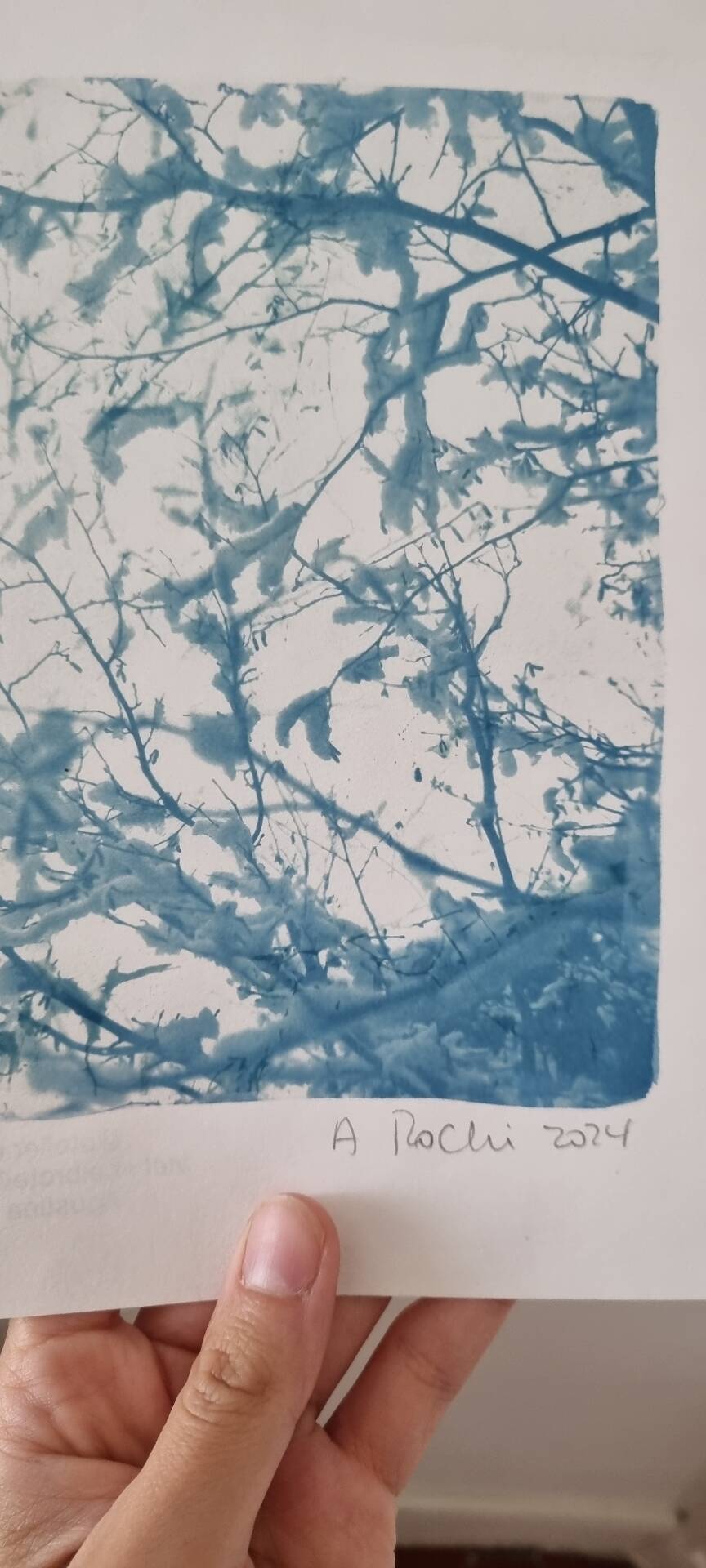 Handmade cyanotype botanical photography collection