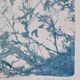 Handmade cyanotype botanical photography collection