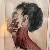 Print Engraving 19th Century The Salivary Gland Head Anatomy William Bagg