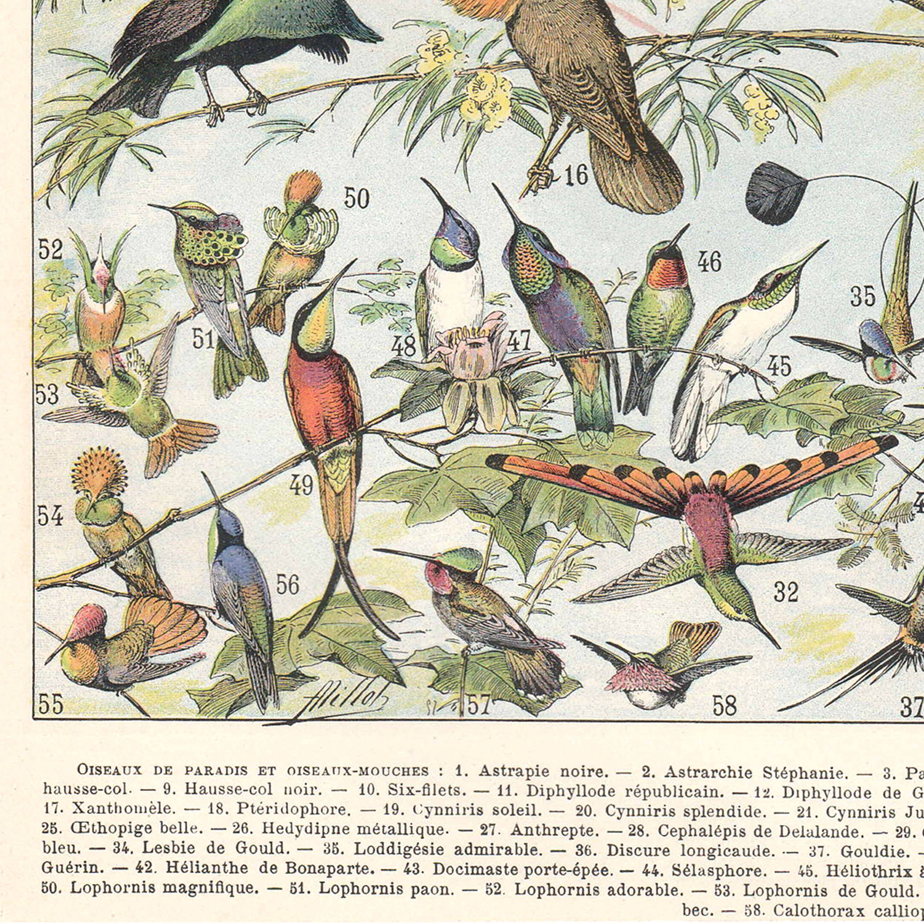 Planche lithographie les oiseaux 1900