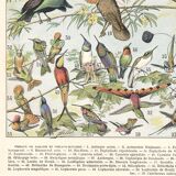 Lithograph plate of birds 1900