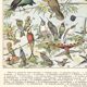 Planche lithographie les oiseaux 1900