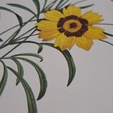 Planche botanique "Corcopsis élégant"