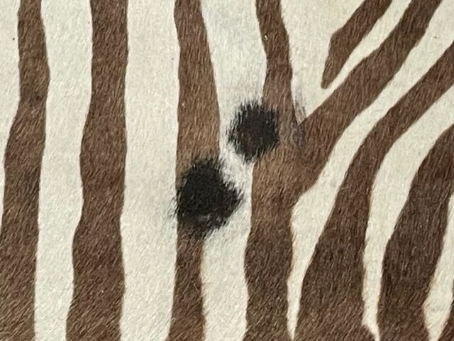Vintage carpet zebra print cowhide