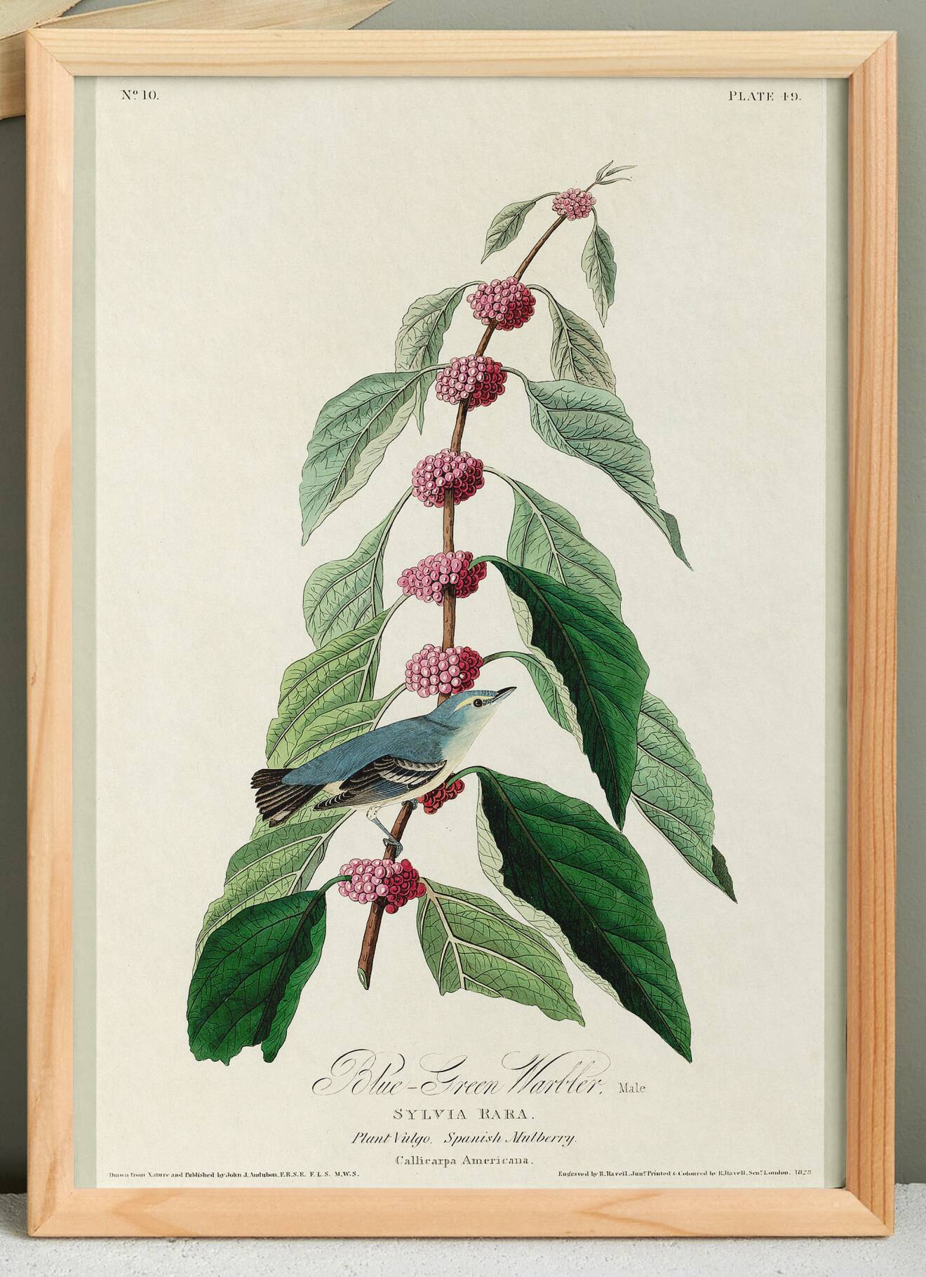 Affiche sur la Paruline bleue, d’après une gravure ancienne de 1827.