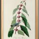 Affiche sur la Paruline bleue, d’après une gravure ancienne de 1827.