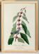 Affiche sur la Paruline bleue, d’après une gravure ancienne de 1827.