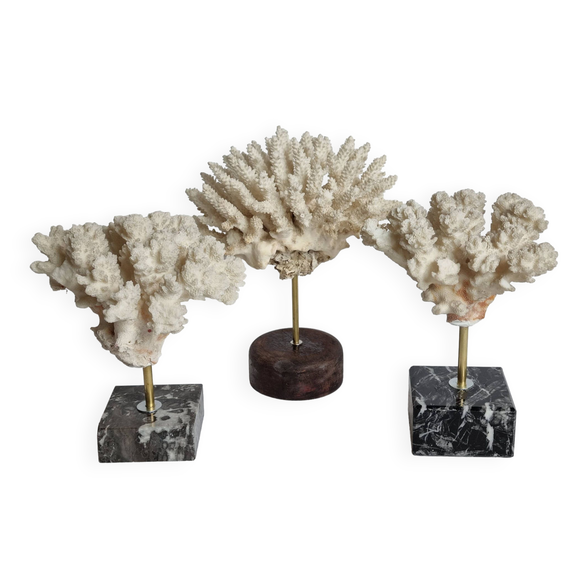 Set of three old white corals on base, 16 cm