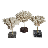 Set of three old white corals on base, 16 cm