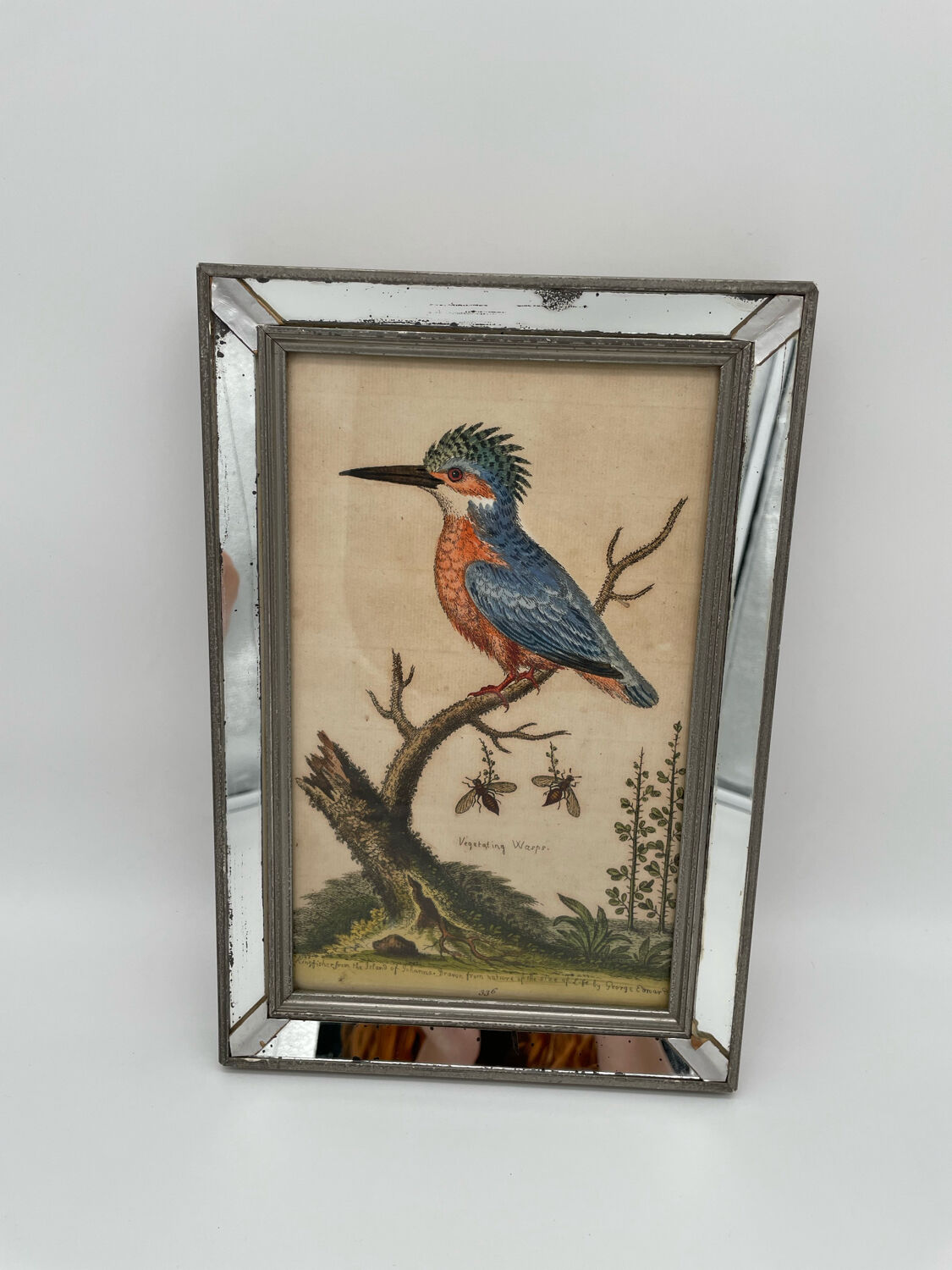 Antique engraving of bird naturalist, by Georges Edwards.