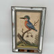 Antique engraving of bird naturalist, by Georges Edwards.
