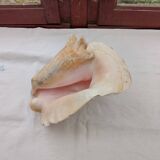 Shellfish