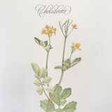 Botanical plate La Chélidoine