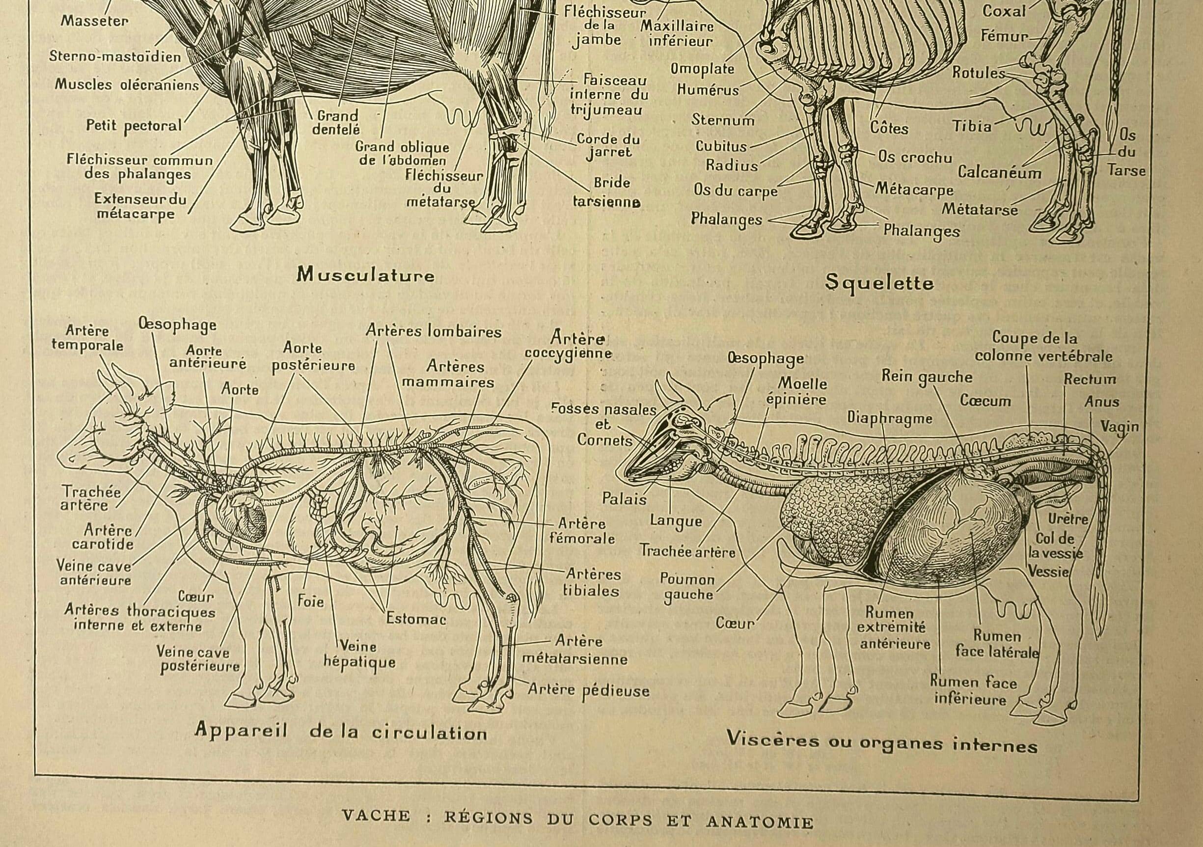 Antique lithograph 1921 - cow anatomy - Educational engraving