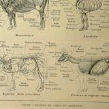 Antique lithograph 1921 - cow anatomy - Educational engraving