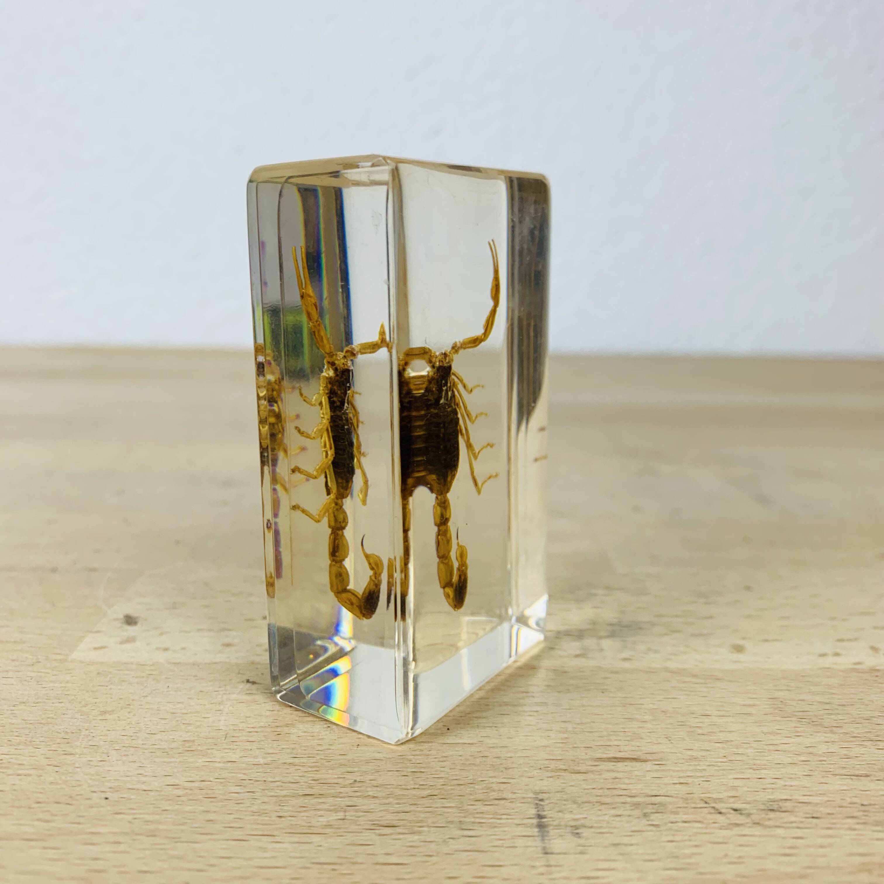 Scorpion insect inclusion resin