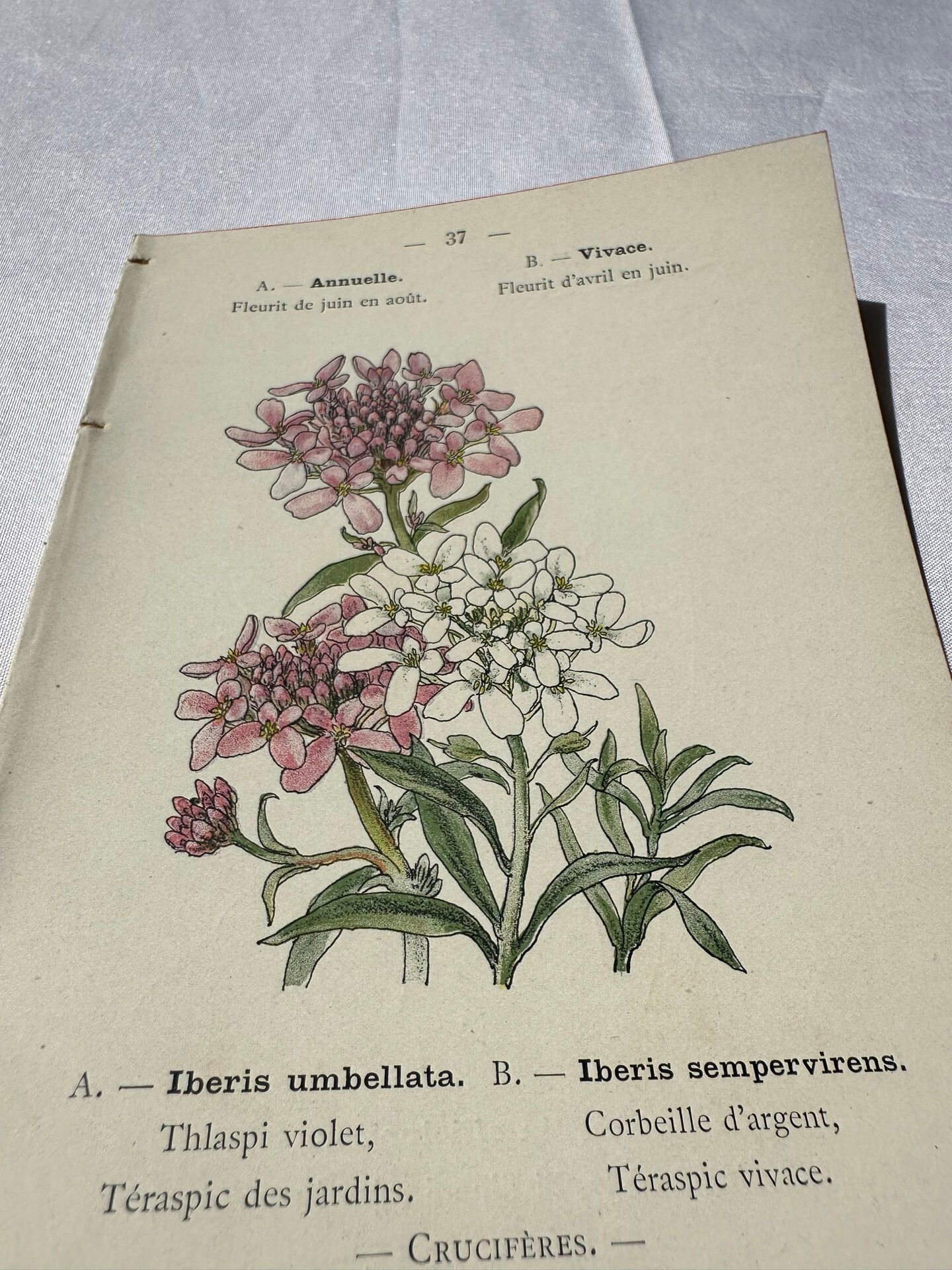 Botanical plate engraving flower France double-sided 19th century
