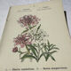 Botanical plate engraving flower France double-sided 19th century