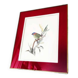 Bird lithograph