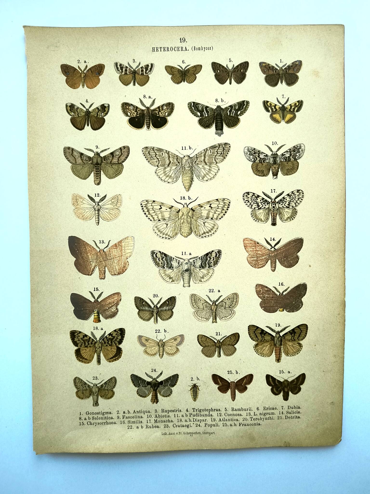 Butterflies - Antique engraving from 1887 - Lithograph by Gonostigma nature