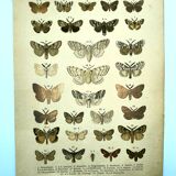 Papillons - Gravure ancienne de 1887 -  Lithographie de Gonostigma nature