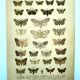 Butterflies - Antique engraving from 1887 - Lithograph by Gonostigma nature