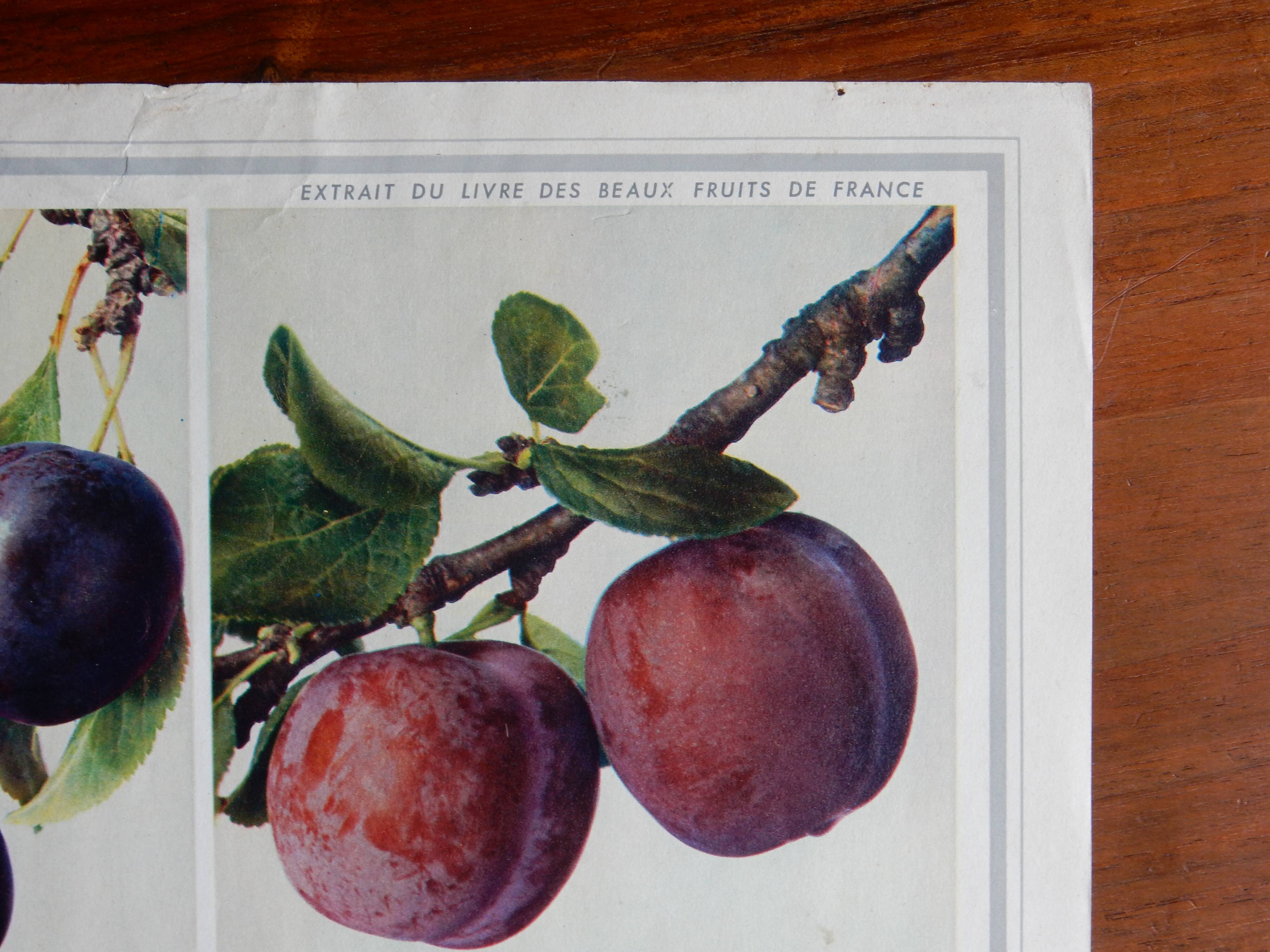 40s poster on plums