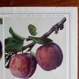 40s poster on plums