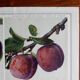 40s poster on plums