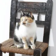 17th-century farmhouse chair with carved motifs – wabi sabi
