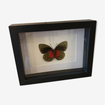 Butterfly under frame