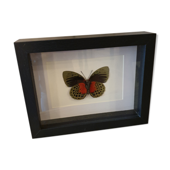 Butterfly under frame